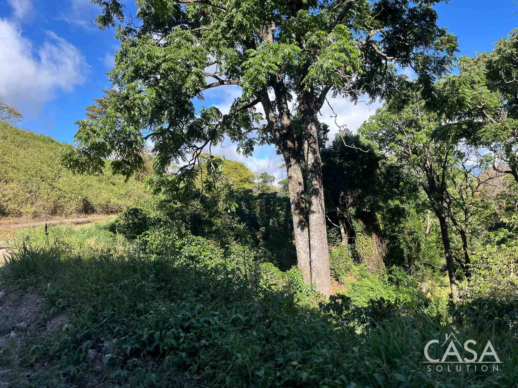 Sold By Casa Solution!! Coffee plantation for sale in Alto Quiel, Bajo Boquete. 7 hectares, 8,258.07 sqm with mountain views and a flat area for building. Ideal for coffee cultivation. photo 5