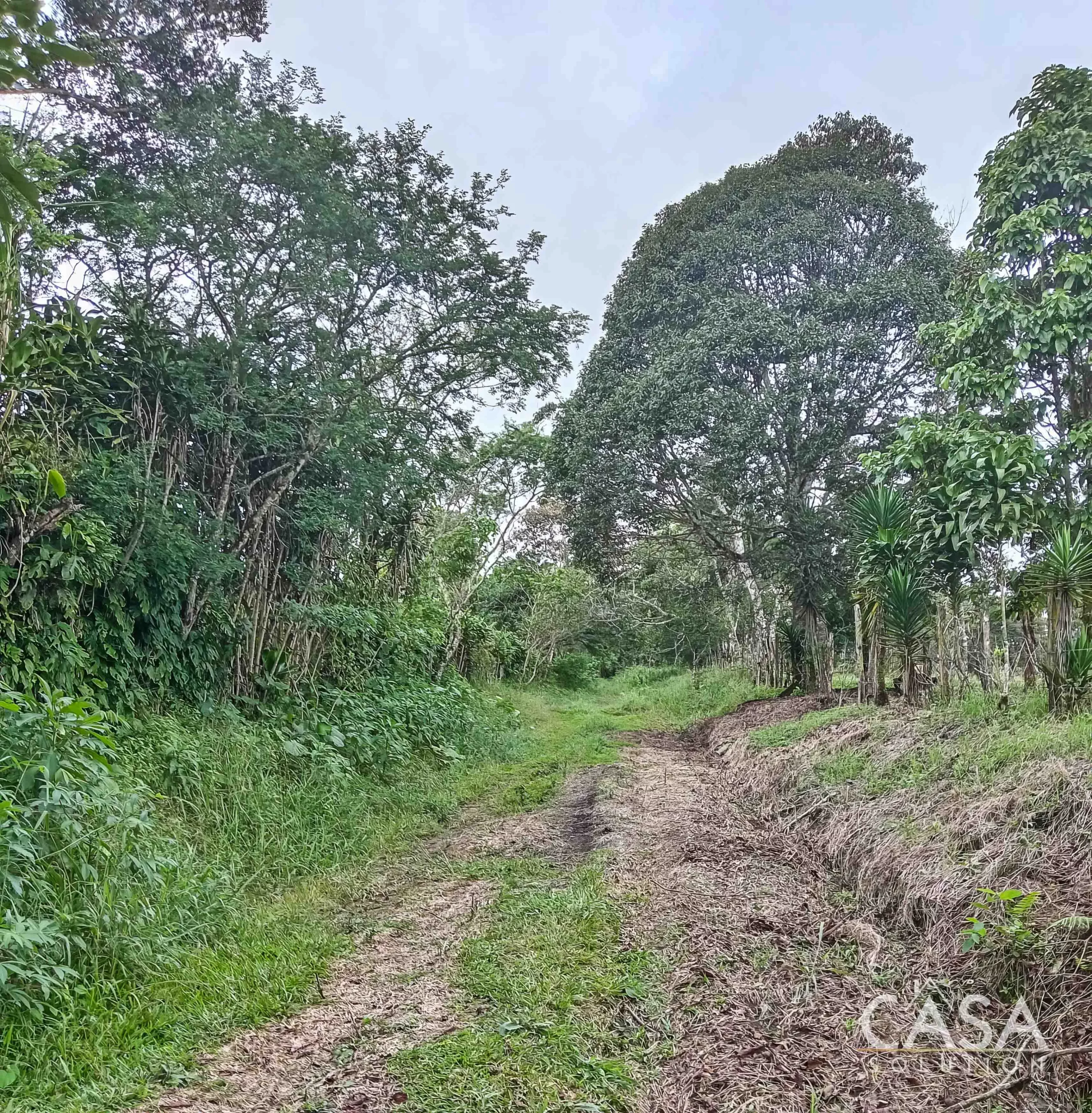 Price Reduction! 24-Acre Lot for Sale in Potrerillos Arriba with Creek, Pacific Views, Fertile Soil & Easy Access via Ruta Sur photo 5