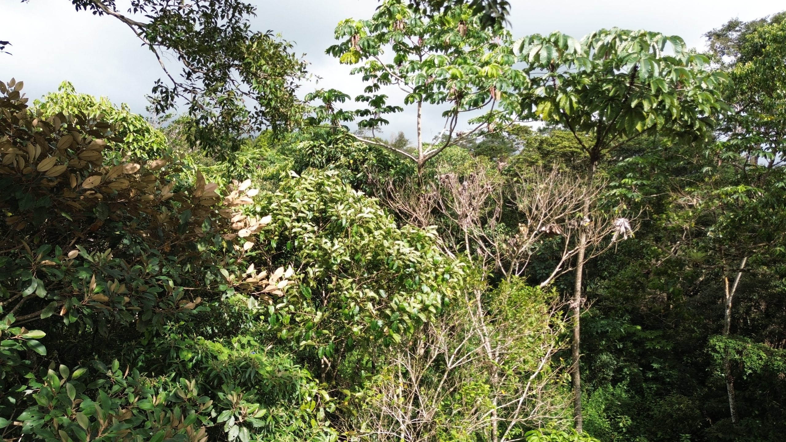 Price Reduction! 24-Acre Lot for Sale in Potrerillos Arriba with Creek, Pacific Views, Fertile Soil & Easy Access via Ruta Sur photo 8