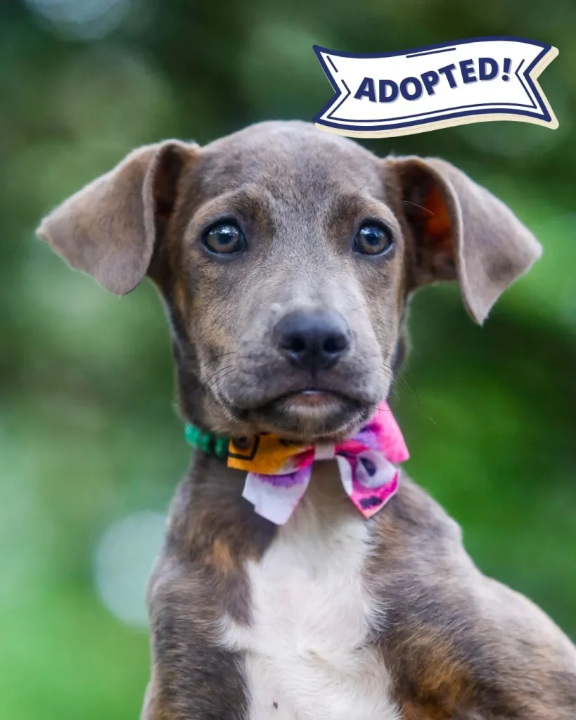 Adopted Dog Camp Pet Boquete