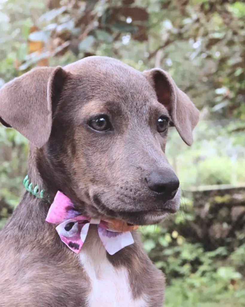 Adopted Puppy Dog Camp Pet Boquete Panama