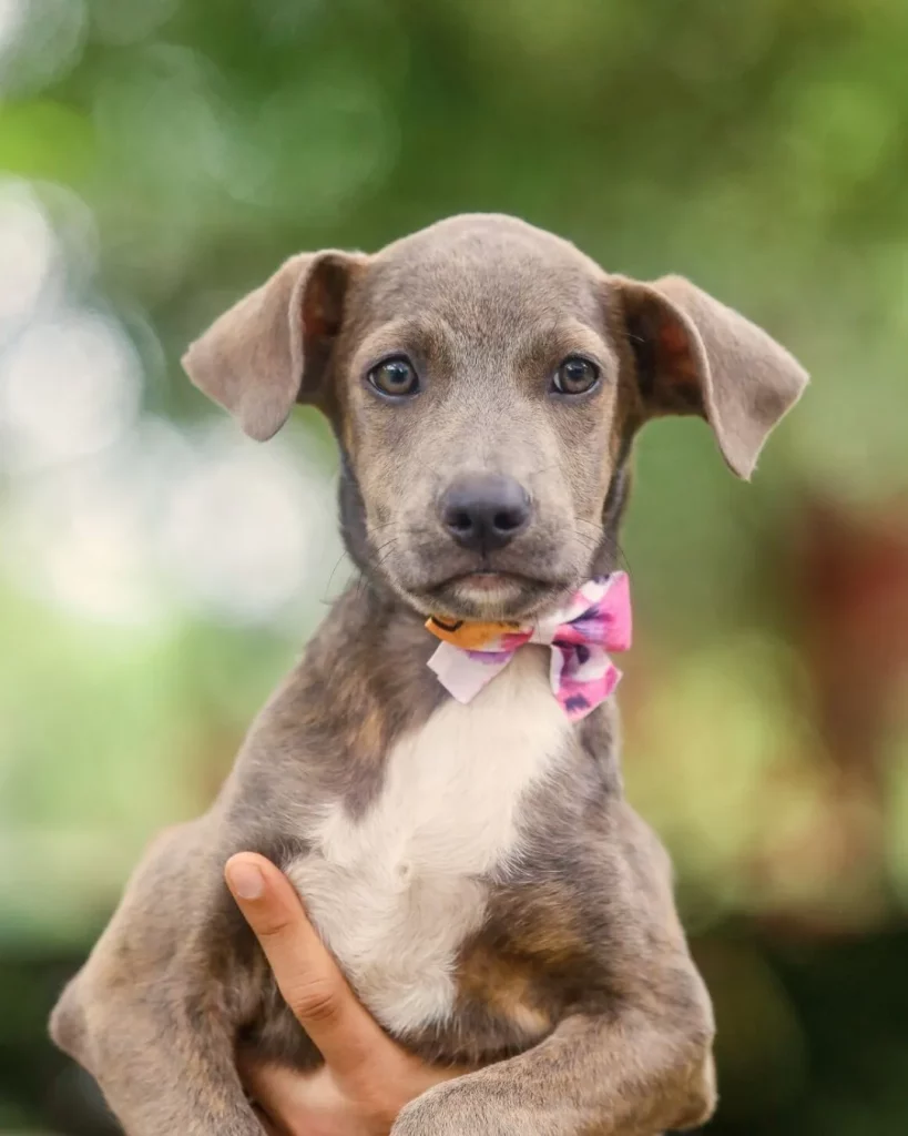 Adopted Puppy Dog Camp Pet Boquete Panama