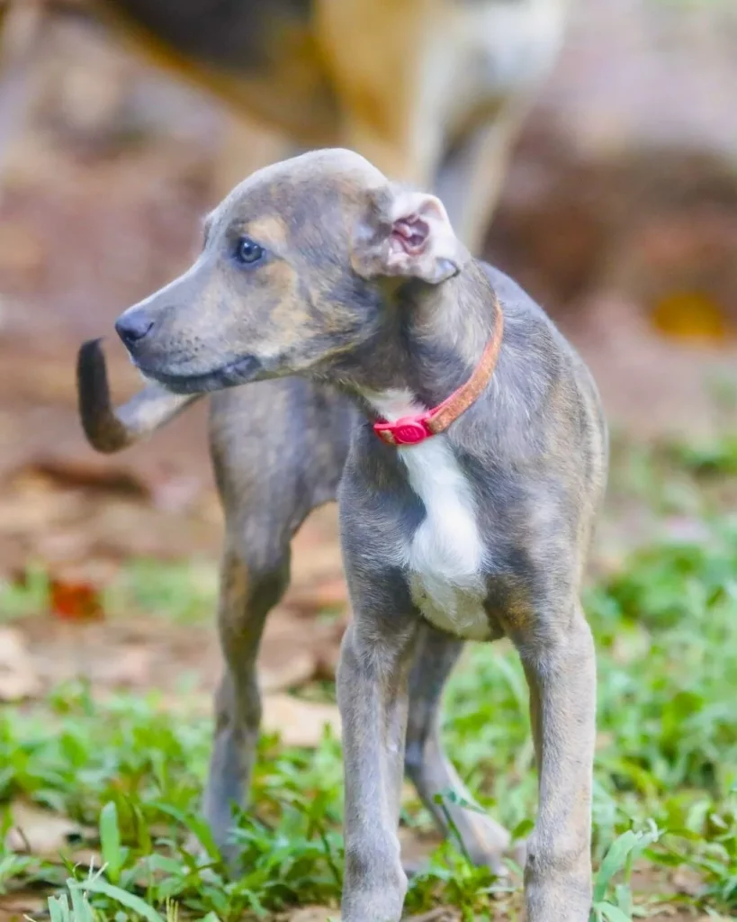 Adopted Puppy Dog Camp Pet Boquete Panama