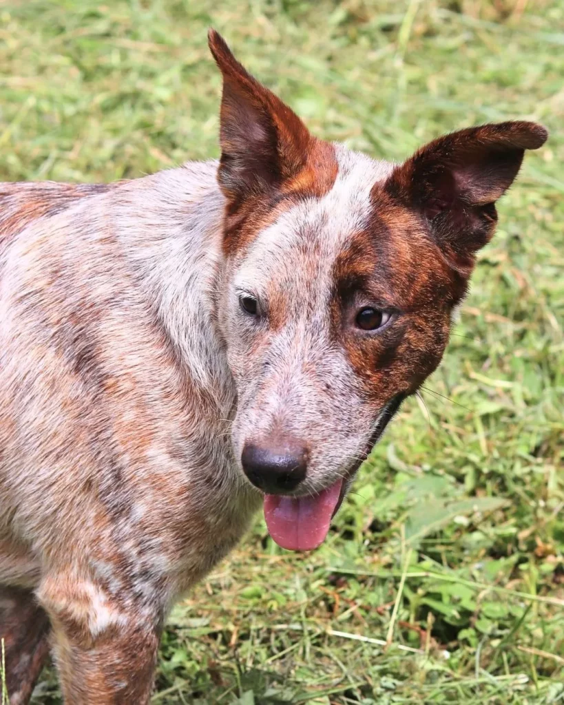 Adopted dog pet Boquete Chiriquí Panama