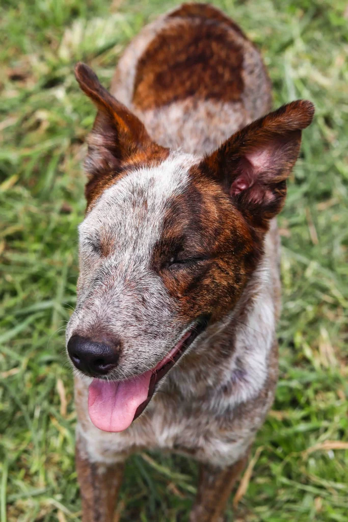 Adopted dog pet Boquete Chiriquí Panama