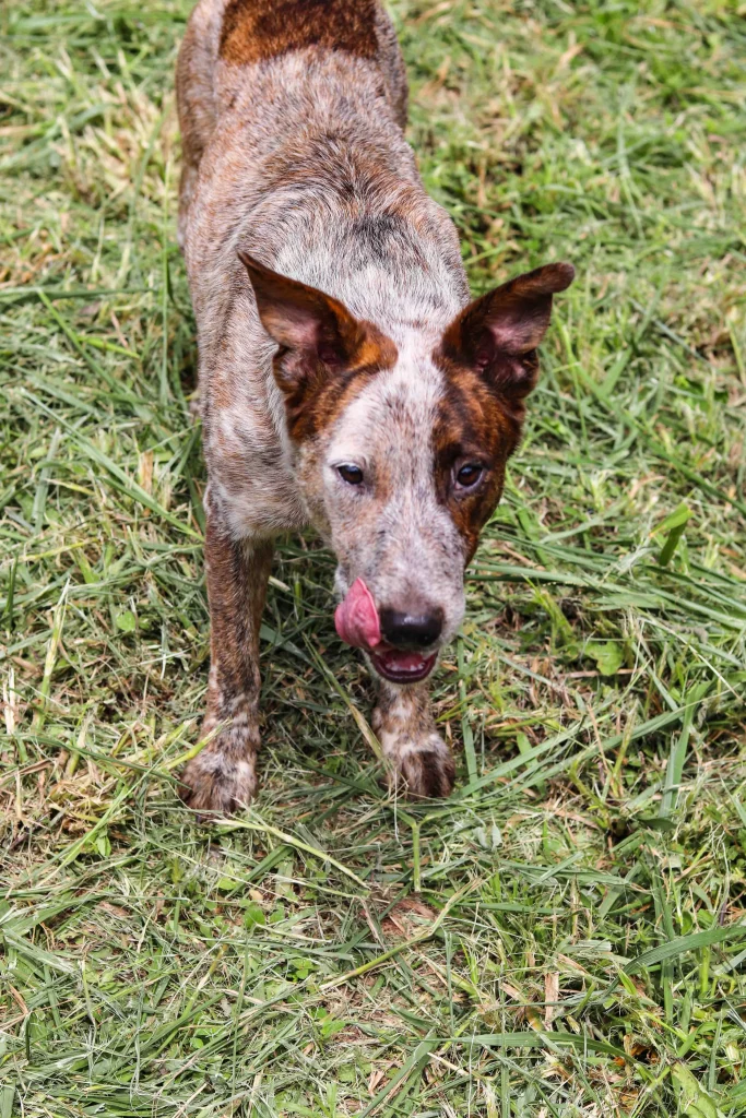 Adopted dog pet Boquete Chiriquí Panama