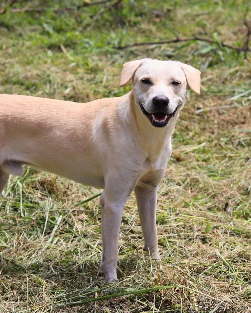 Dog pet Boquete Chiriquí Panama Available for Adoption