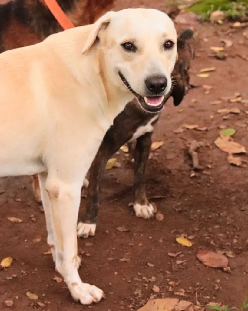 Dog pet Boquete Chiriquí Panama Available for Adoption