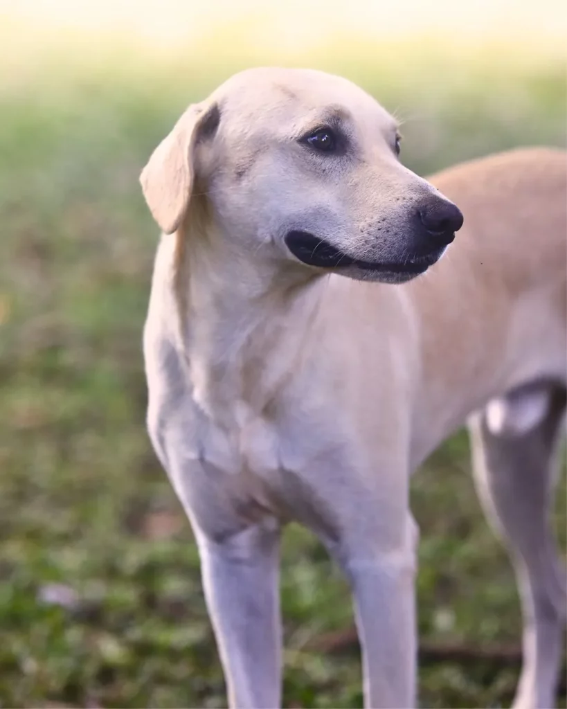 Dog pet Boquete Chiriquí Panama Available for Adoption