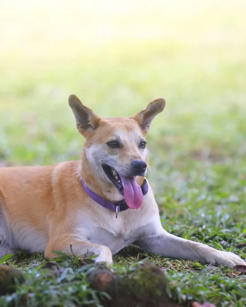 Dog pet Boquete Chiriquí Panama Available for Adoption