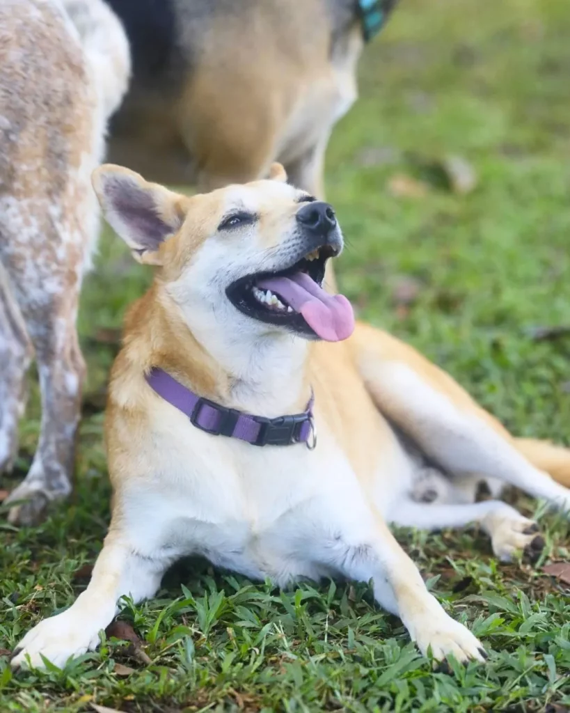 Dog pet Boquete Chiriquí Panama Available for Adoption