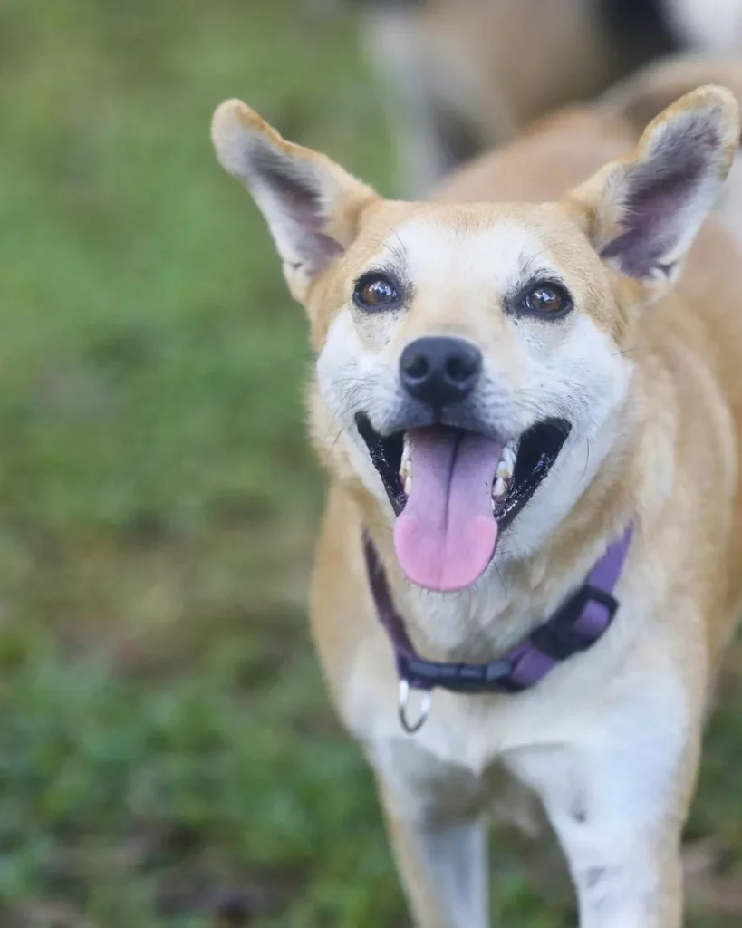 Dog pet Boquete Chiriquí Panama Available for Adoption