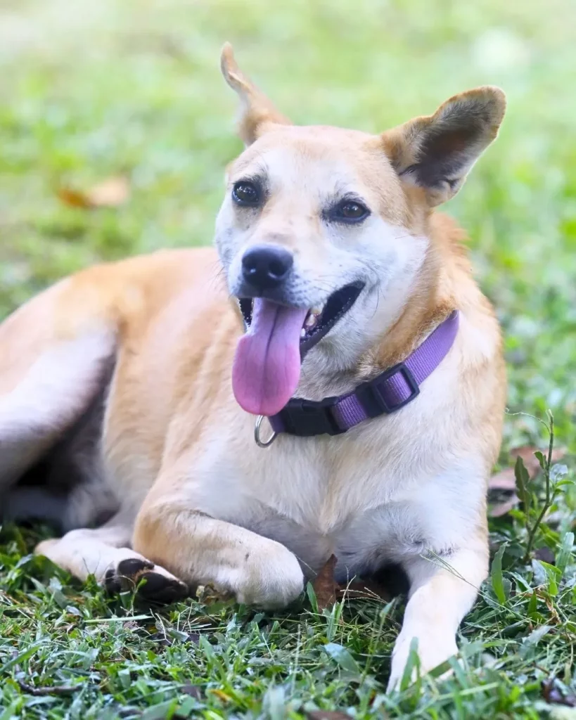 Dog pet Boquete Chiriquí Panama Available for Adoption