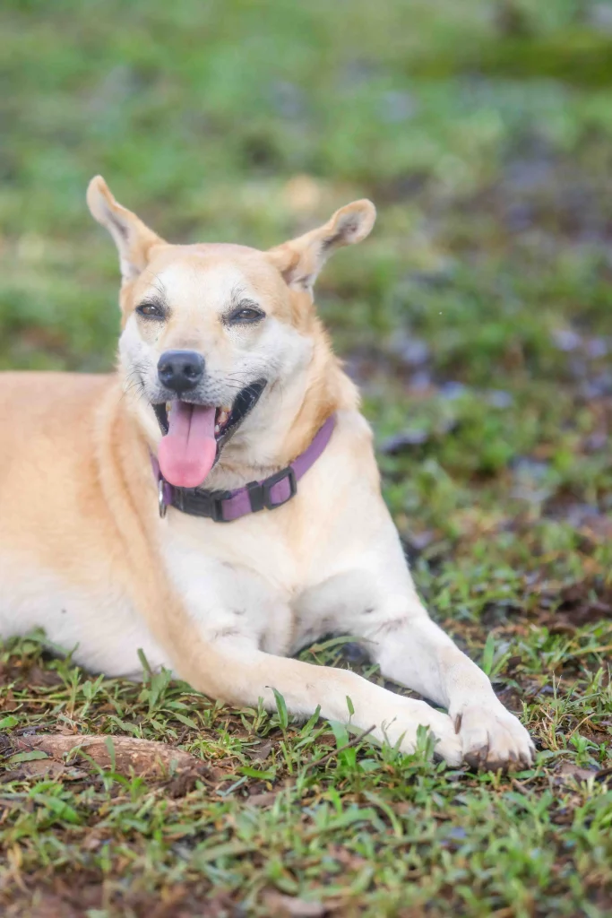 Dog pet Boquete Chiriquí Panama Available for Adoption