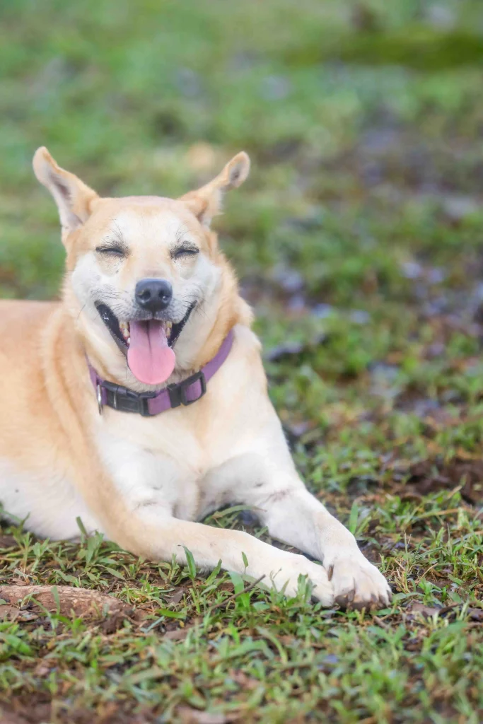 Dog pet Boquete Chiriquí Panama Available for Adoption