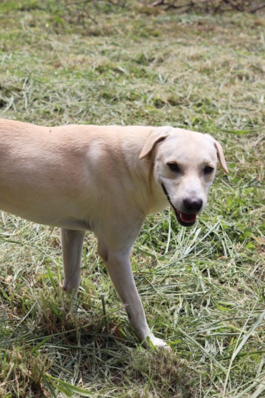 Dog pet Boquete Chiriquí Panama Available for Adoption