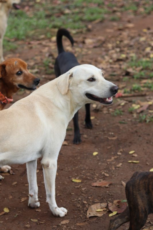 Dog pet Boquete Chiriquí Panama Available for Adoption