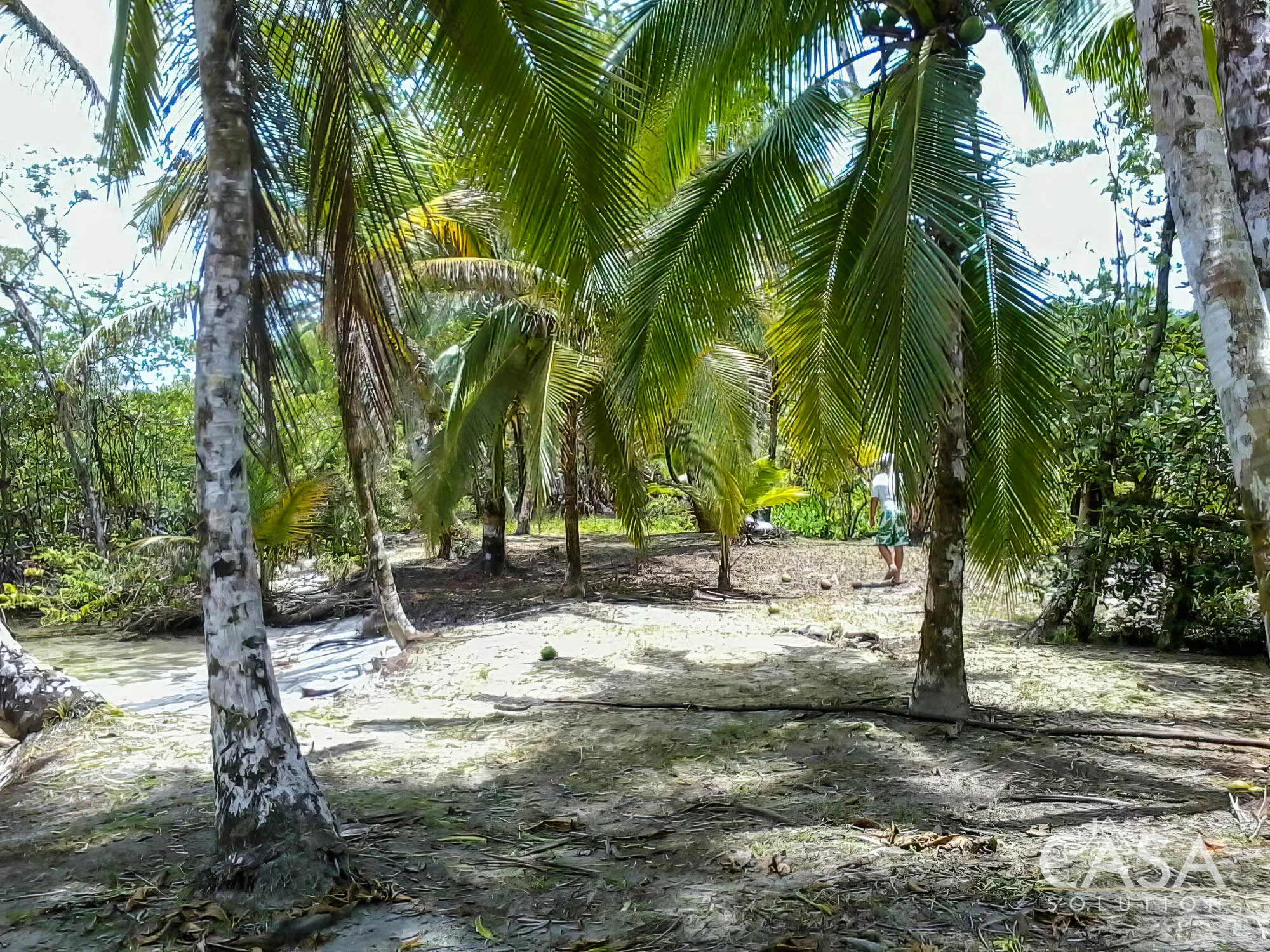 Sold by Owner - Calm Waters Beachfront Titled Property on Isla Bastimentos with Great Potential for Building an Overwater House or Eco-Lodge photo 4