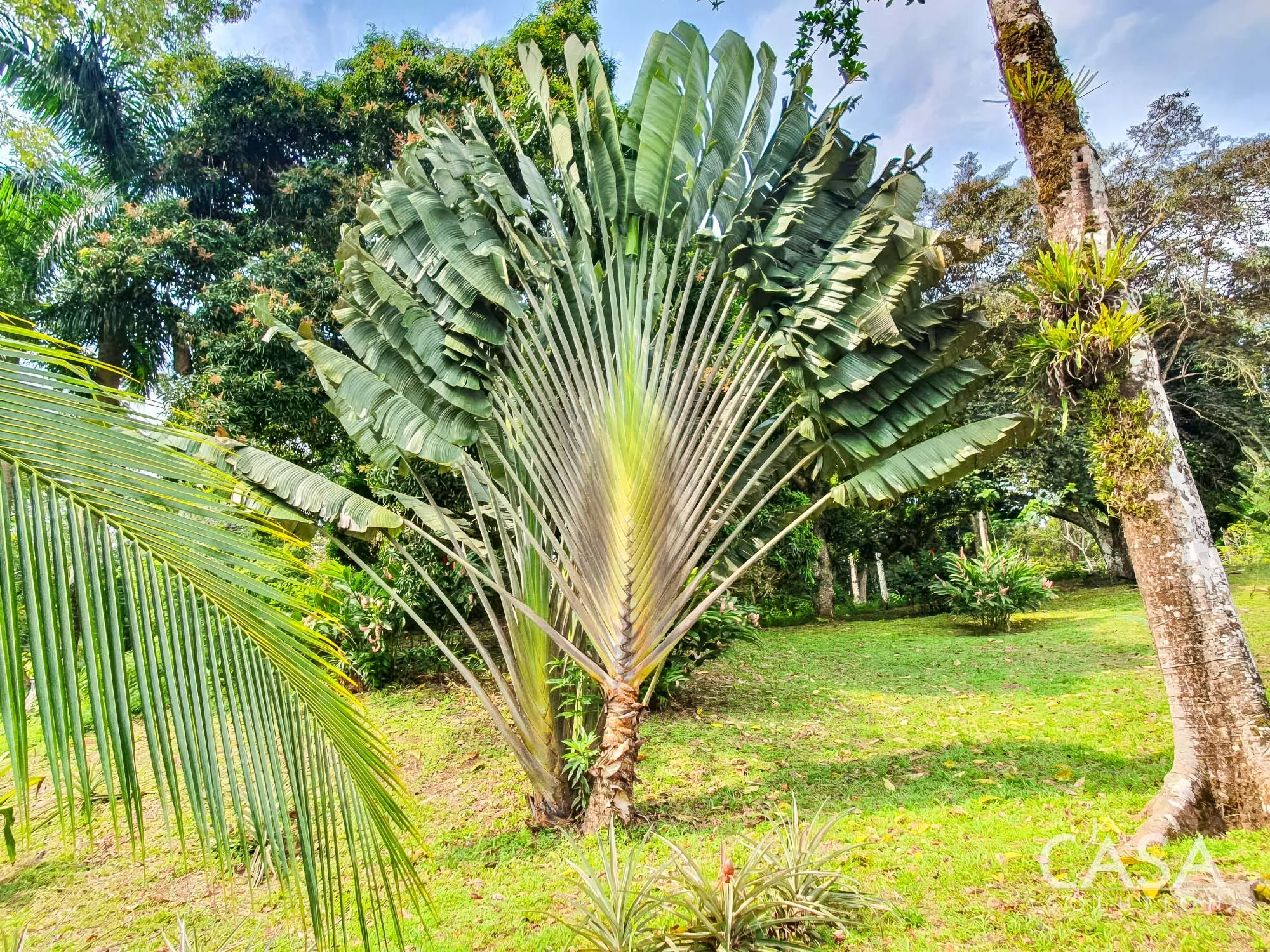 Price Reduction! 4-hectare Property for Sale in Tierra Oscura, Bocas del Toro with panoramic views, fruit trees, and dock access. photo 5