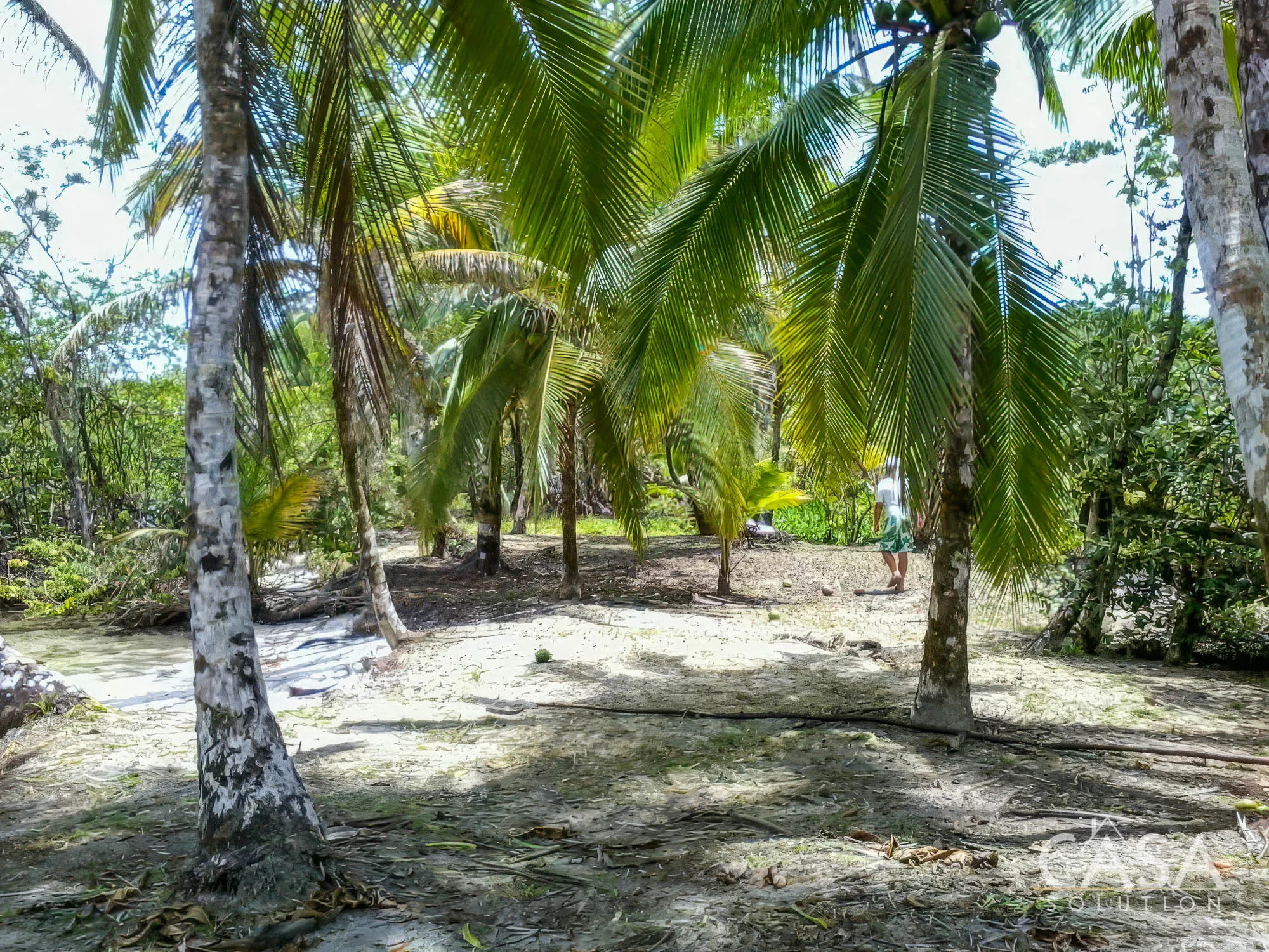 Duplicado - 1.1-Hectare Titled Property for Sale in Cedar Creek, Isla Bastimentos, with Stunning Sea Views and Potential for Development. photo 10