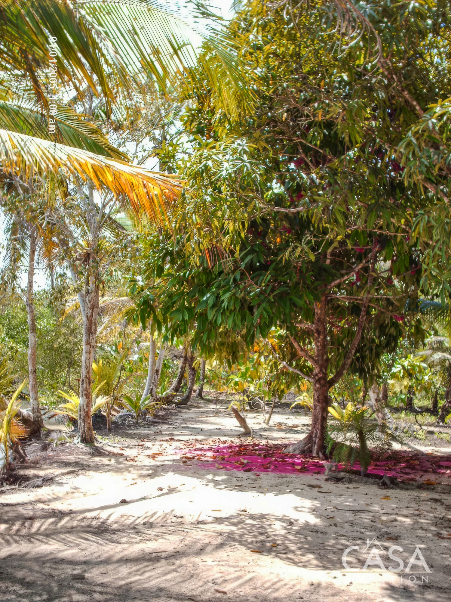 Duplicado - 1.1-Hectare Titled Property for Sale in Cedar Creek, Isla Bastimentos, with Stunning Sea Views and Potential for Development. photo 8