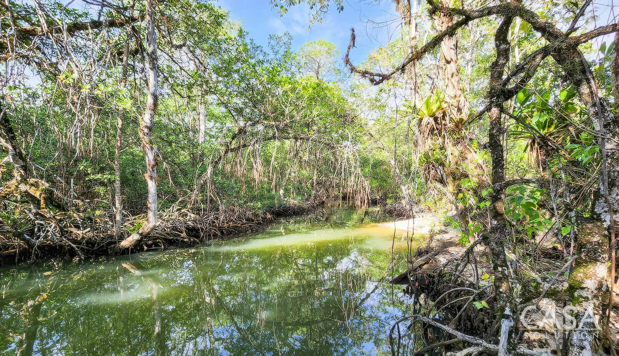 Duplicado - 1.1-Hectare Titled Property for Sale in Cedar Creek, Isla Bastimentos, with Stunning Sea Views and Potential for Development. photo 2