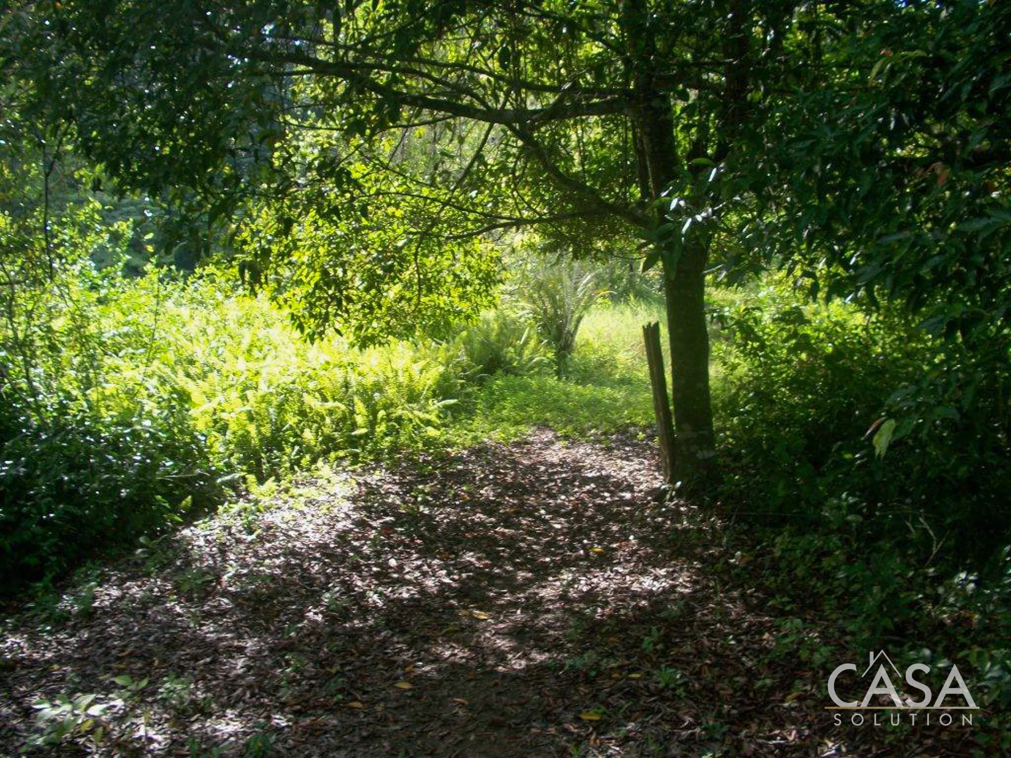 duplicated - 81.42 hectares of Green and Turquoise Paradise for Sale in Mimitimbi, Isla Colón, Bocas del Toro photo 11