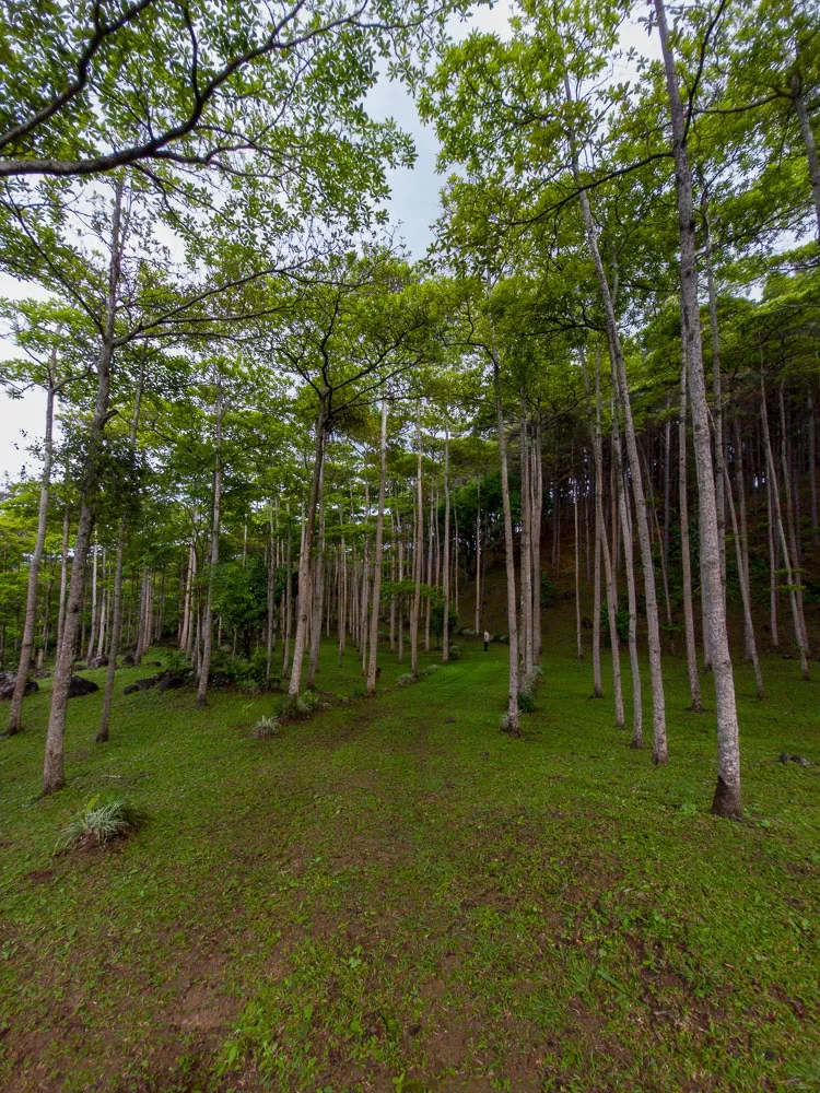 Private 6 Hectares for Sale with Gorgeous Views in San Carlos, Panama 6 Hectares of Reforested Land – Ideal for Nature Lovers and Development