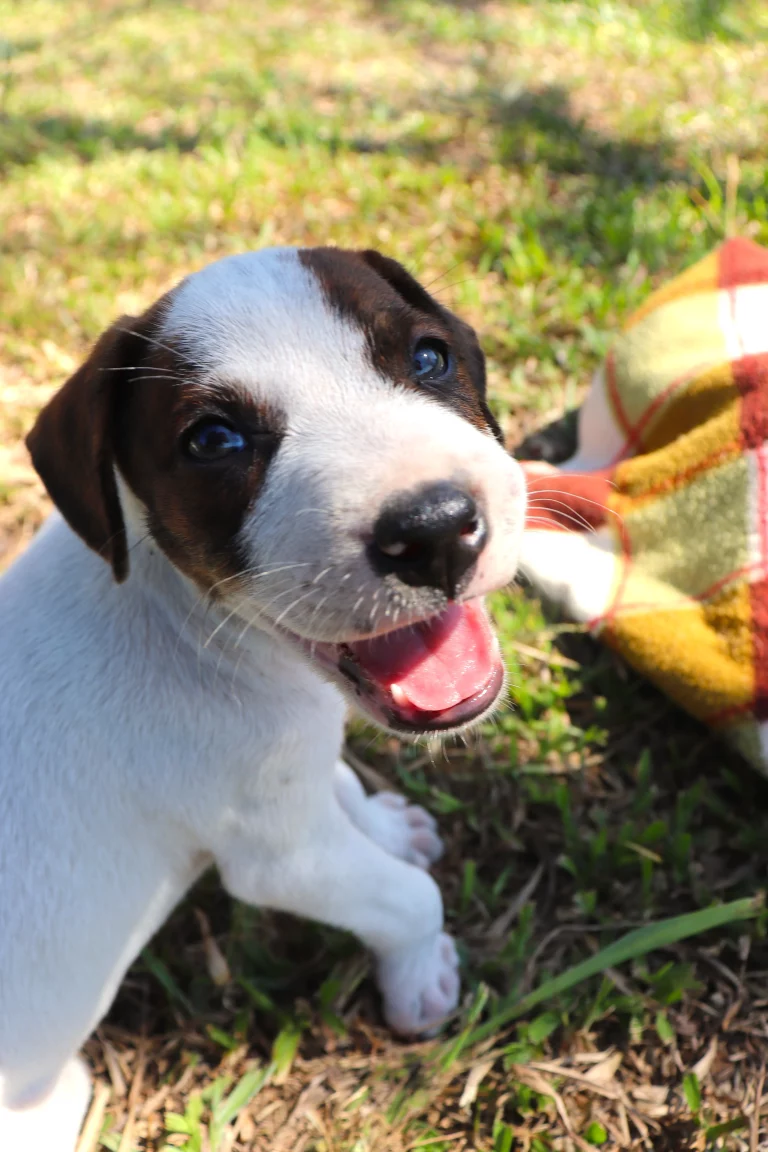 Adopt rescued puppies from Fundación Ángeles con Colitas