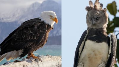 Harpy Eagle vs. Bald Eagle: A Comparison of Two National Symbols