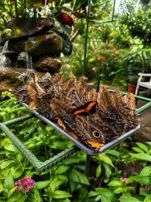 A Hidden Gem in Boquete: Explore Bees, Butterflies, and More!