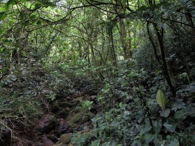 Protecting Nature: Panama Receives $75 Million for Sustainable Forest Management