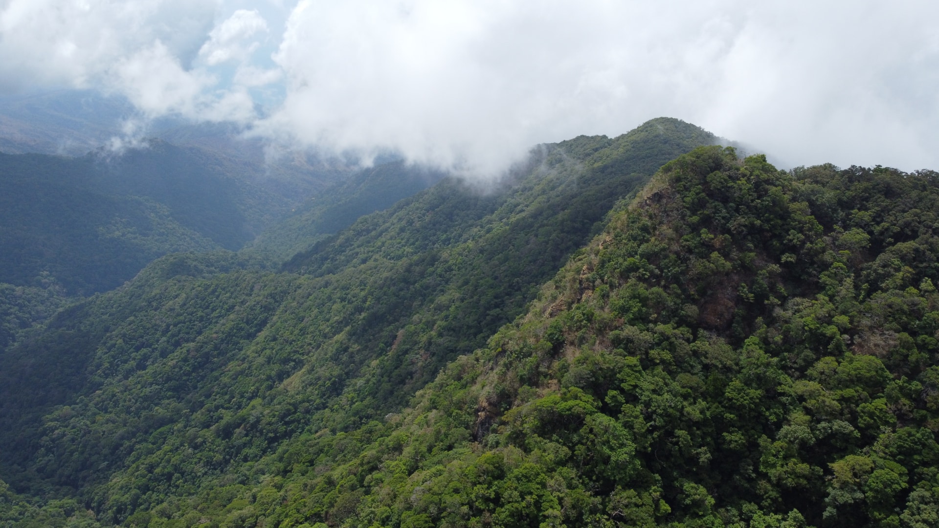 Panama Strengthens Its Green Vision with a 10,000-Hectare Ecosystem Restoration Plan