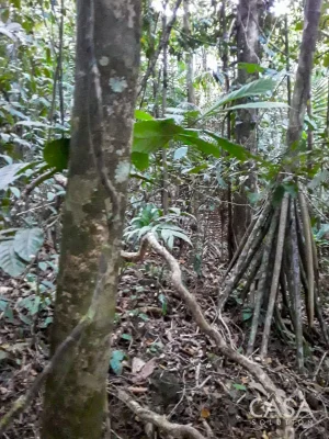 1 Hectare Land for Sale in Cerro Azul Panama Near Cerro Jefe with Road Access