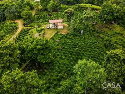 Coffee Farm for Sale in El Cascajal, La Pintada District, Coclé Province, Panama