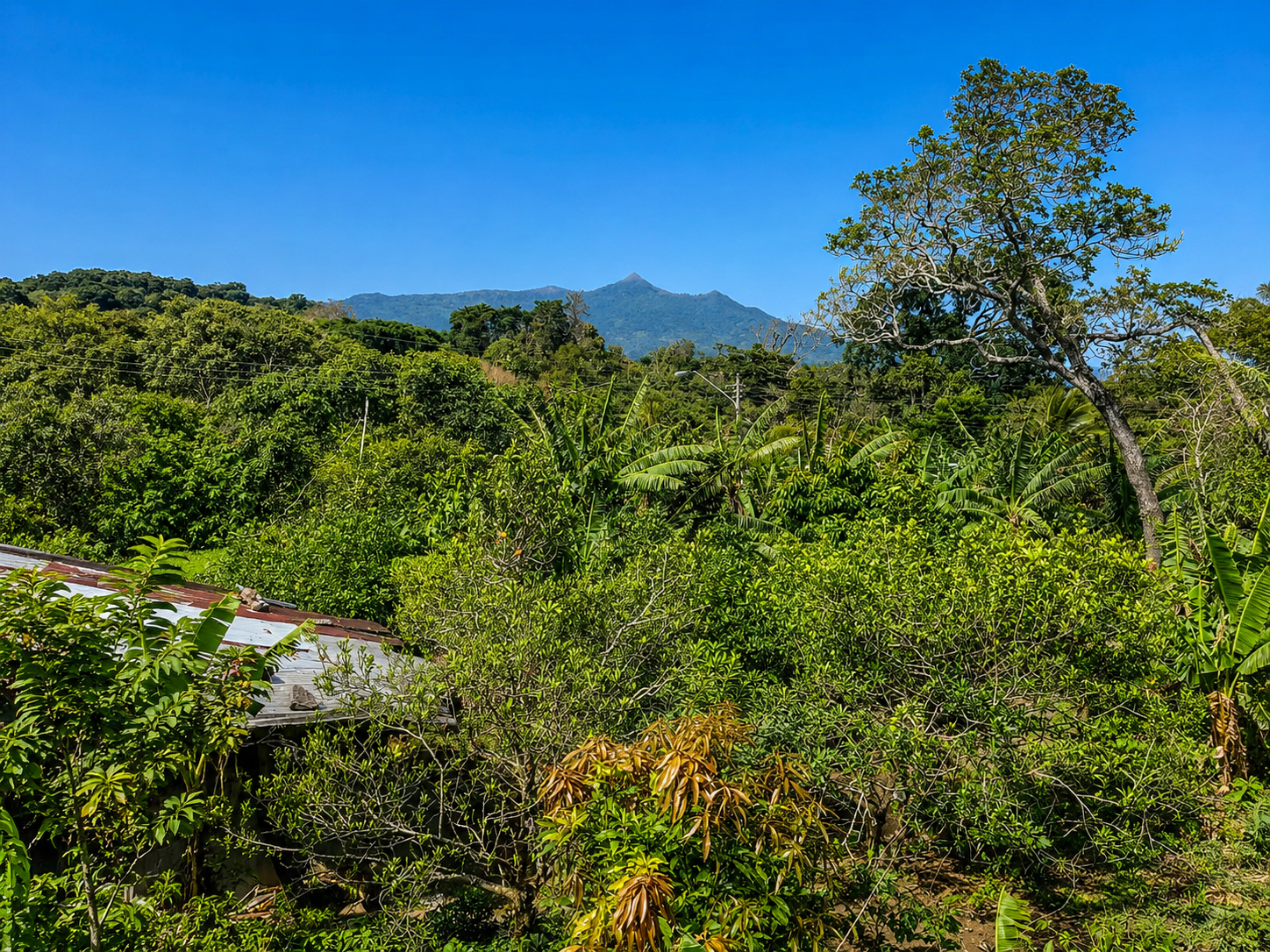 Flat Coffee Land with Mountain Views for Sale in Palmira, Boquete, Chiriquí