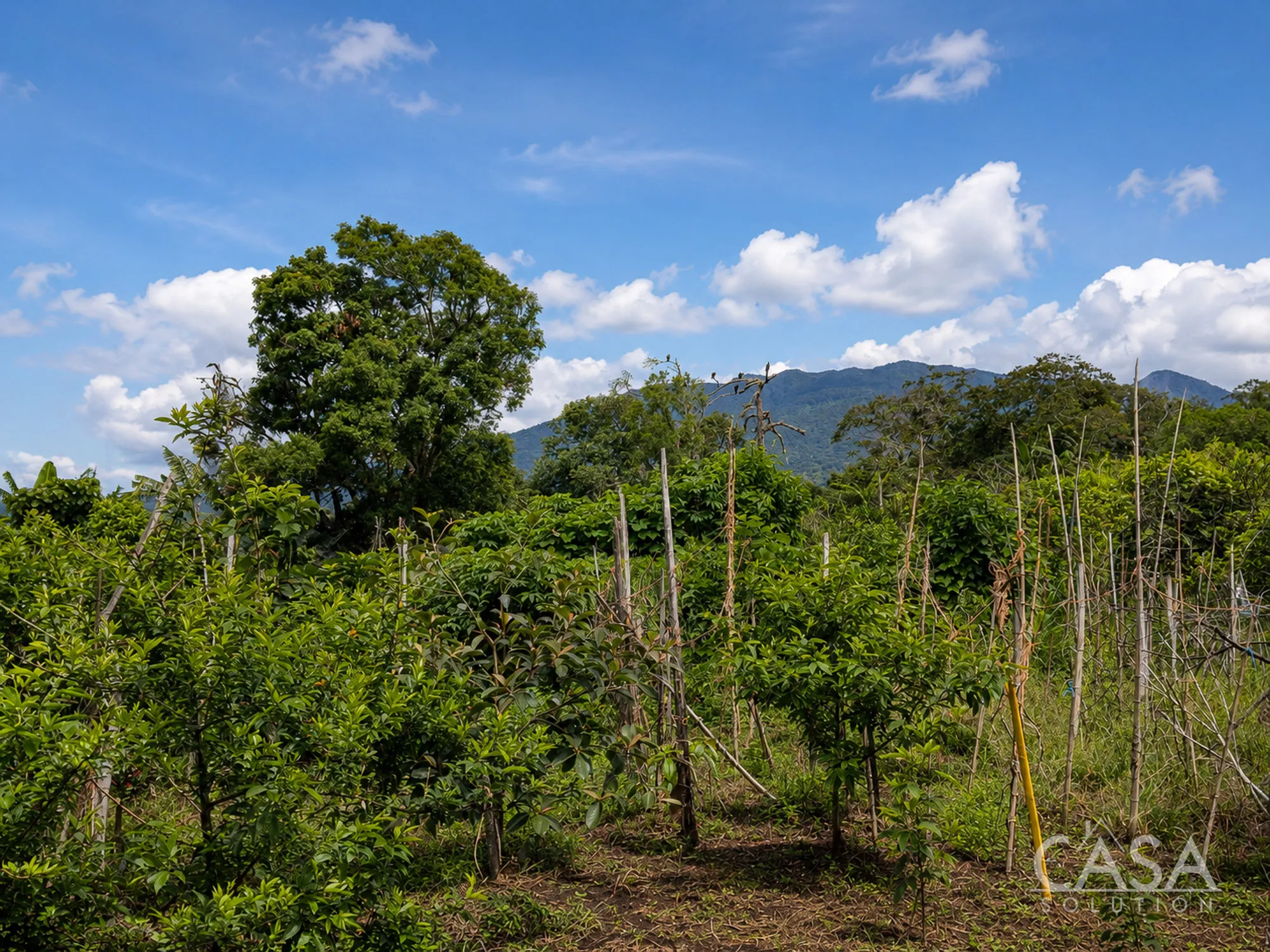 New standard listing! Lot for Sale in Palmira Centro, Boquete