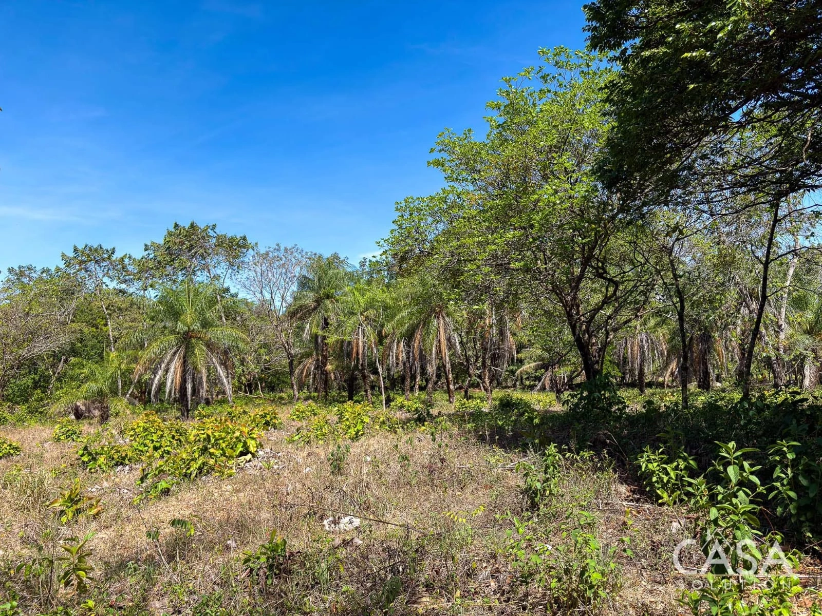 Spacious 59,086 m² Land for Sale in Síndigo, Caldera Near Boquete photo 5