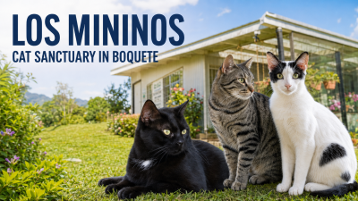 Los Mininos Cat Sanctuary in Boquete: The Quiet Work of Caring for Cats Who Had Nowhere Else to Go