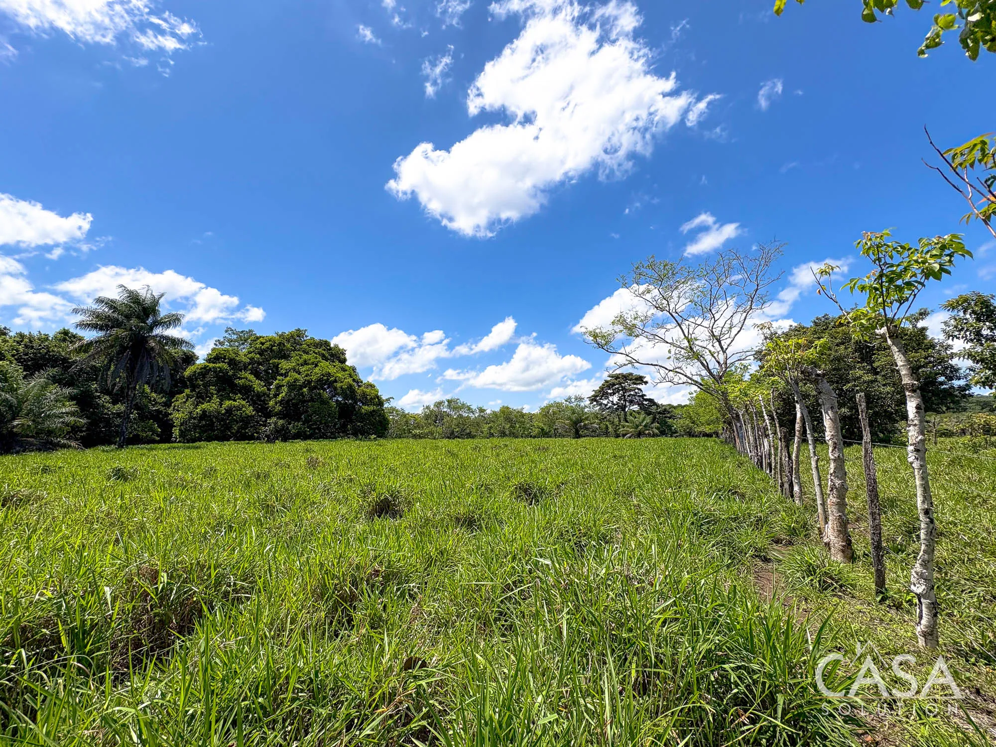 3.25-Hectare Riverfront Farm for Sale in Guacá, David, Chiriquí | Mostly Flat Land with Improved Pasture
