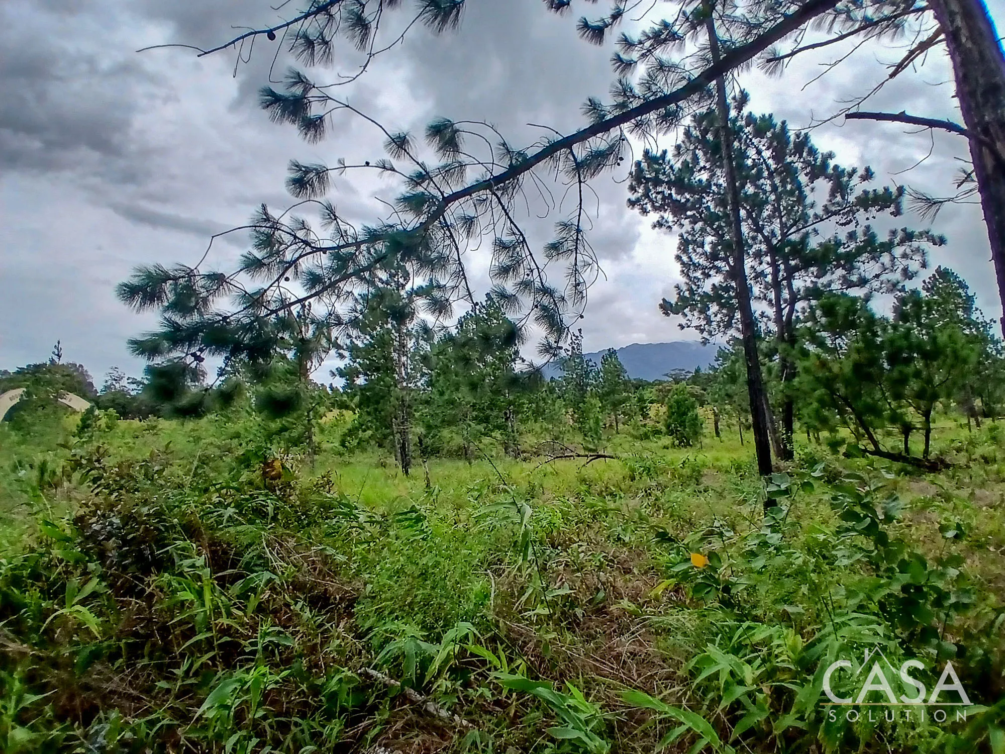 2,154 m² Wooded Lot for sale in Alto Boquete with mature pine trees and direct access from an internal road, Boquete, Chiriqui